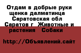 Отдам в добрые руки щенка далматинца - Саратовская обл., Саратов г. Животные и растения » Собаки   